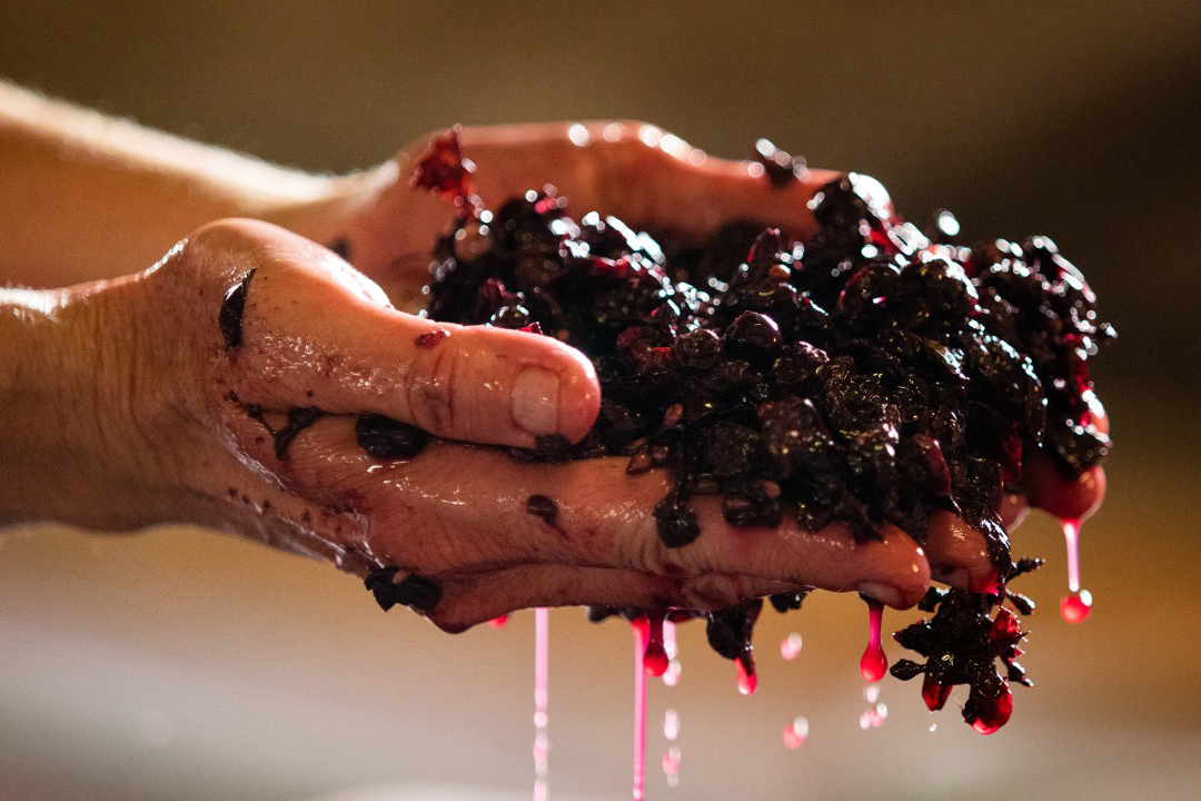 Holding grapes ready for wine making