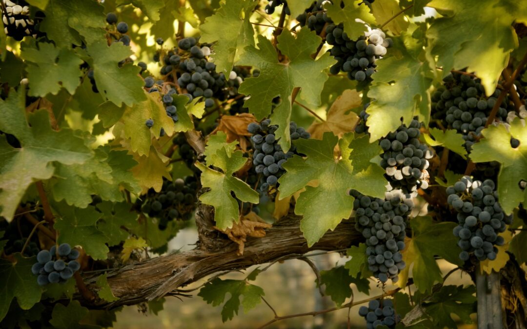 Lecavalier - grape leaves and grapes