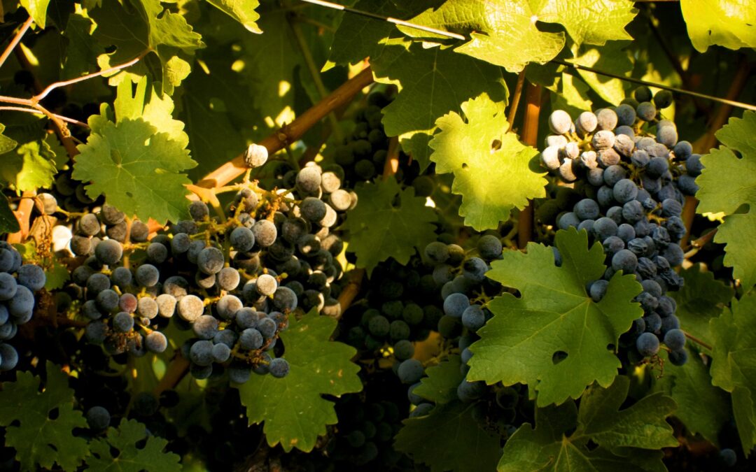 Lecavalier - grape leaves close up