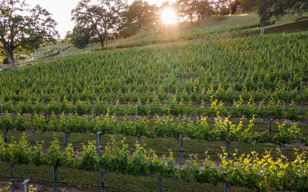 Lecavalier - vineyards in the sun