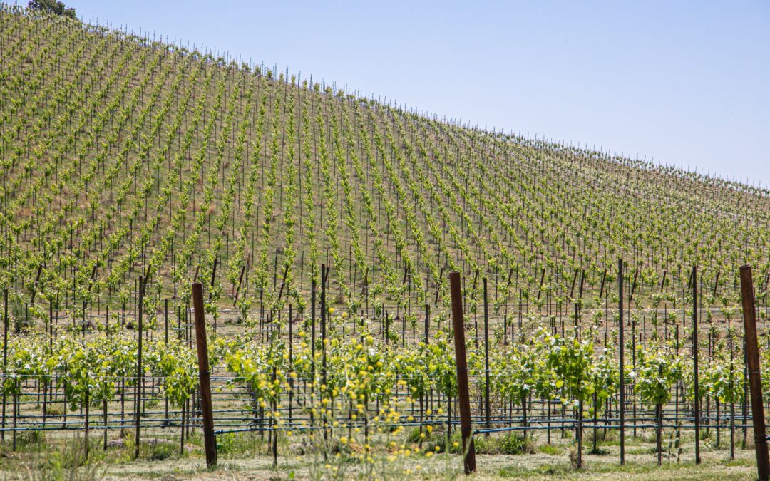 Lecavalier - vineyard and grapes