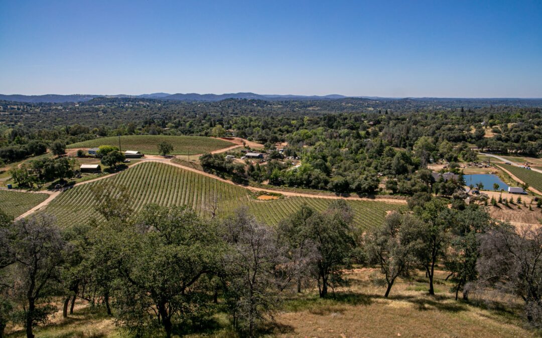 Lecavalier - vineyard shot from far