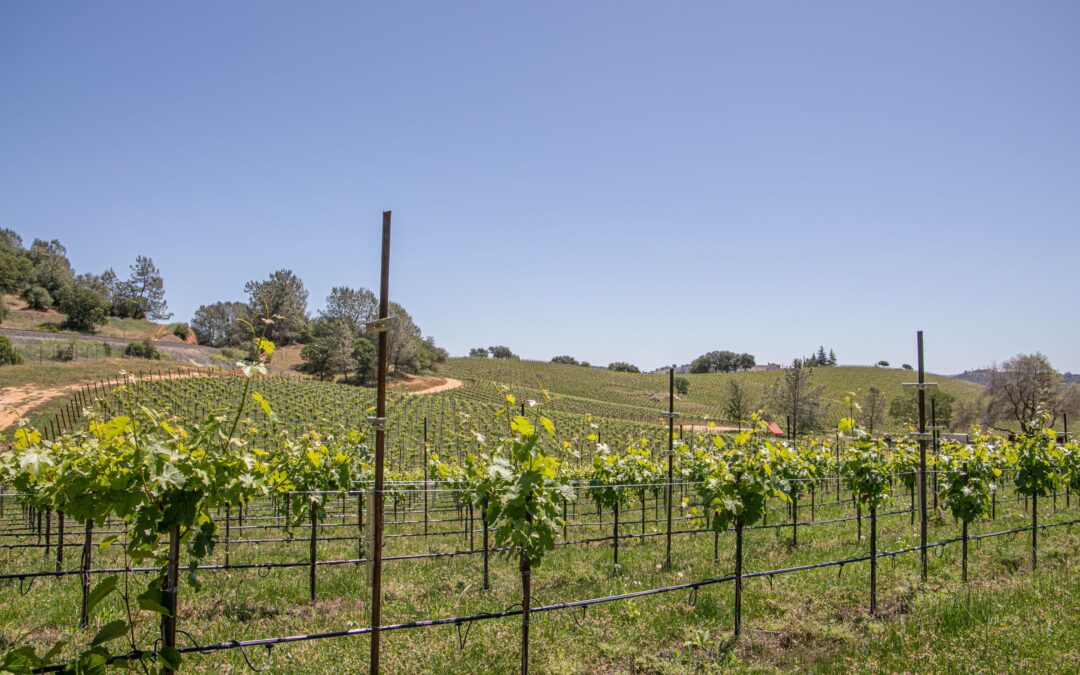 Lecavalier - vineyard trees and vines