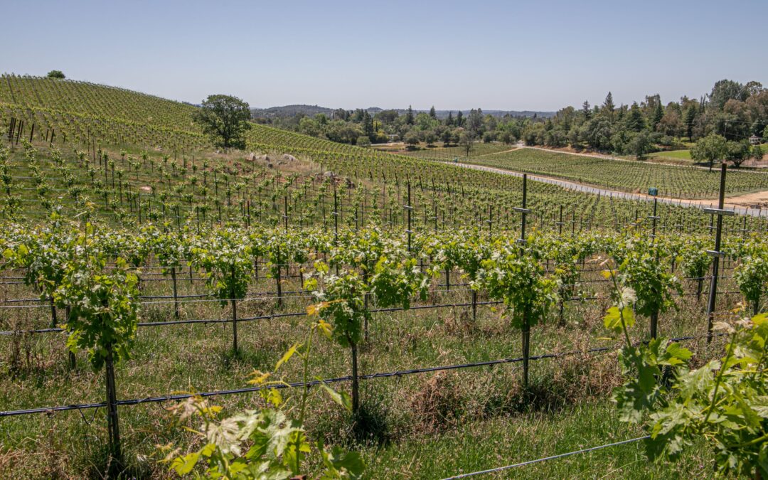 Lecavalier - vineyard with grape vines