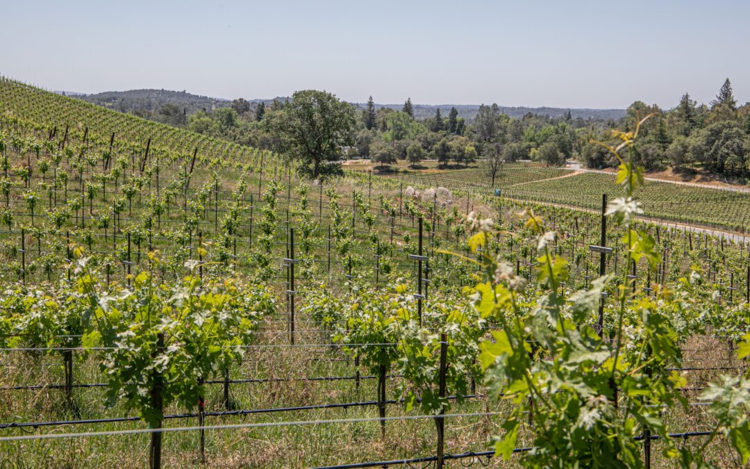 Lecavalier - vineyards