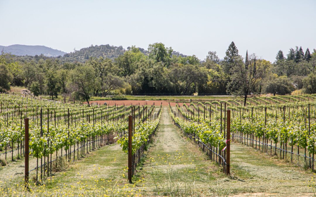 Lecavalier - vineyard and grape vines close up