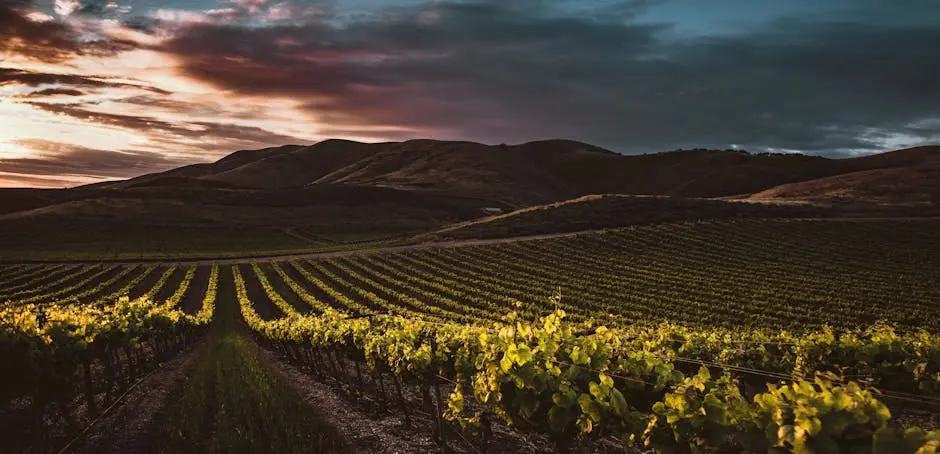 What Makes Placer County Wine Unique?